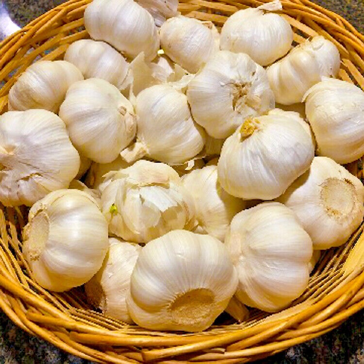 German GARLIC Bulbs 1/2 - 10lbs Fresh Organic Heirloom Hardneck Plant or Cook gallery