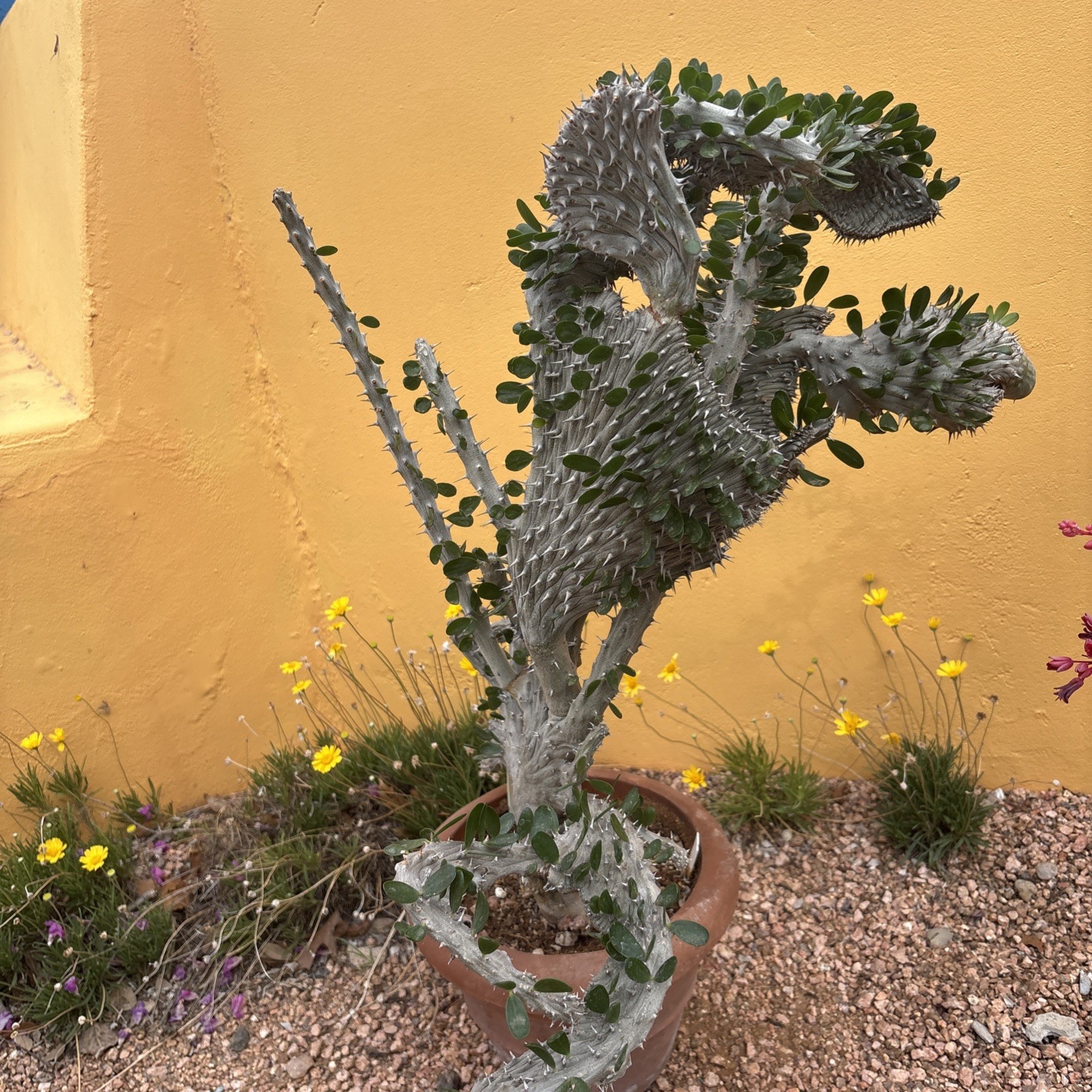 Alluaudia procera CREST gallery