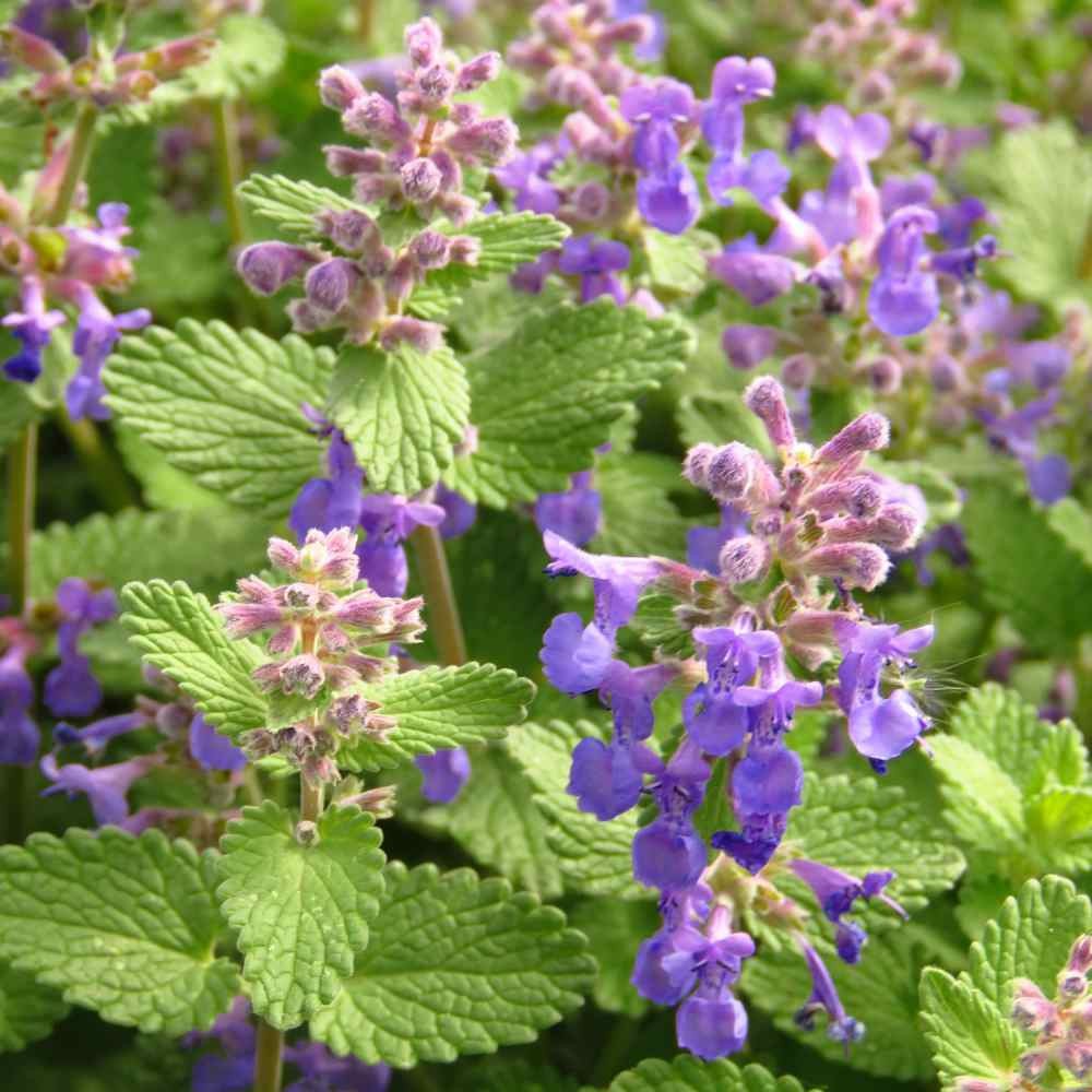 Lemon Balm .443gr Approx 1250 Seeds ORGANIC Non GMO Free Shipping! gallery