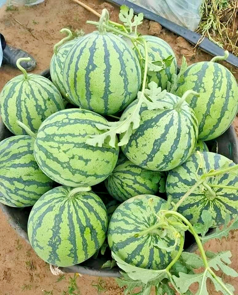350+ Mini Watermelon Seedss (Citrullus lanatus) For Planting gallery