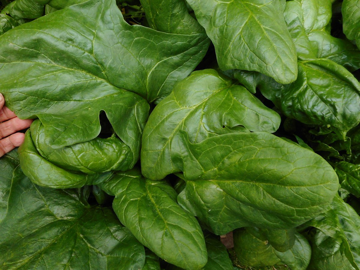 200+Seeds Big round leaf spinach Giant Noble spinach Persia vegetable USA gallery