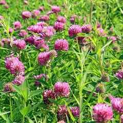 Clover – Medium red. Ground cover. 2000 seeds