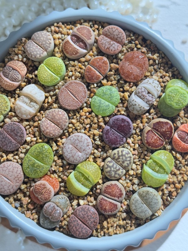 Live 10pc Lithops assorted succulents, 0.6-0.8" Bare root Wedding Favors gallery