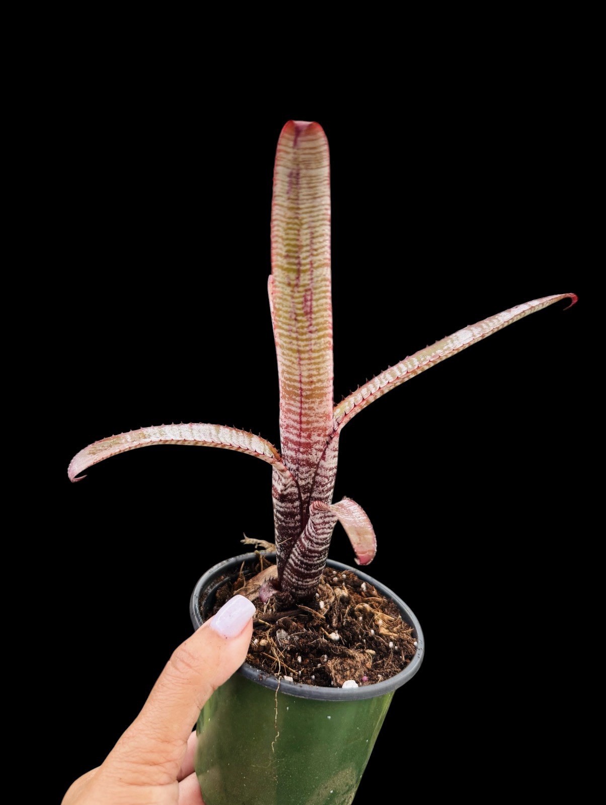 Aechmea ‘Cranberry Frost’ Rare Collector Bromeliad – Pink Frosted Foliage gallery