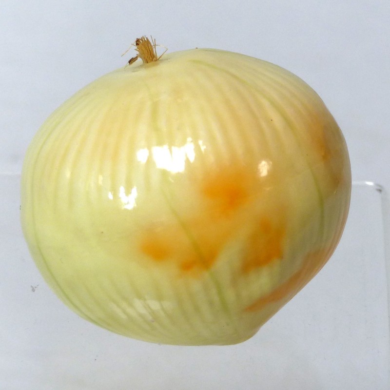 SEE PICS! 6-pack Artificial Onion White Vegetable Fake Vegetables Cebolla LOT gallery