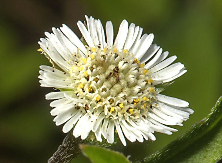 Eclipta prostrata | False Daisy | Yerba de Tago | Bhringraj | 50_Seeds gallery