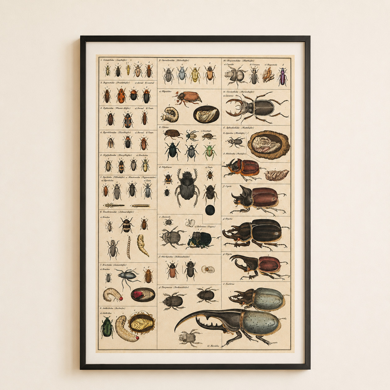 Beetle Entomology Vintage Science Chart Poster Wall Decor | Multiple Sizes gallery