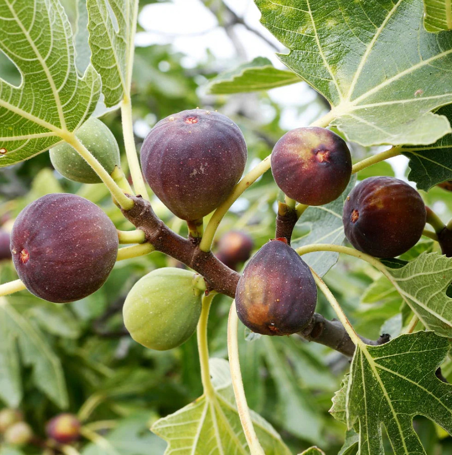 Live Celeste Fig Tree – Dwarf Sweet Brown Fig Variety – 4–6" Tall – Ships No Pot gallery