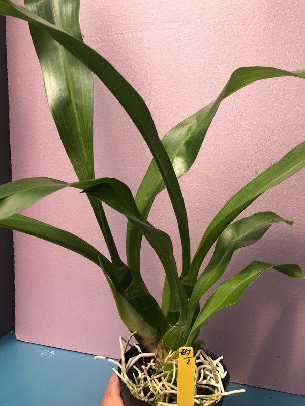 (787-2) Gram.scriptum NBS fragrant gallery