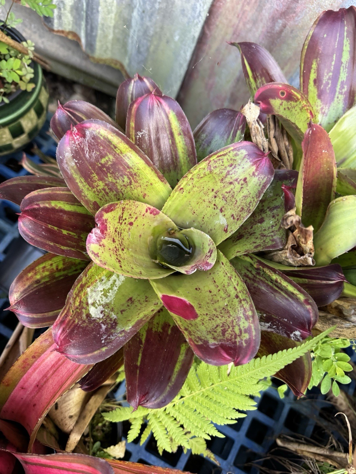 Neoregelia ‘ Fury ’ Bromeliad gallery