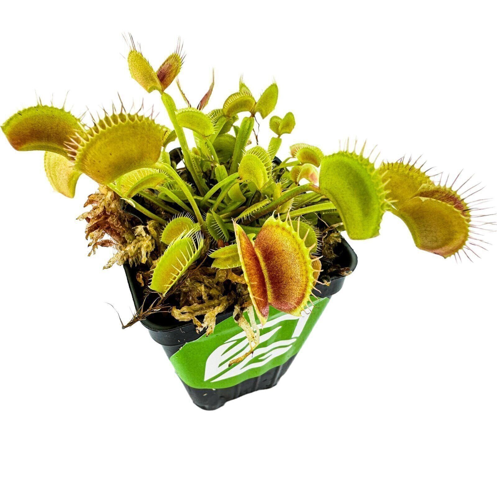 Venus Fly Trap Carnivorous Plant - Dionaea muscipula - Live Plant gallery