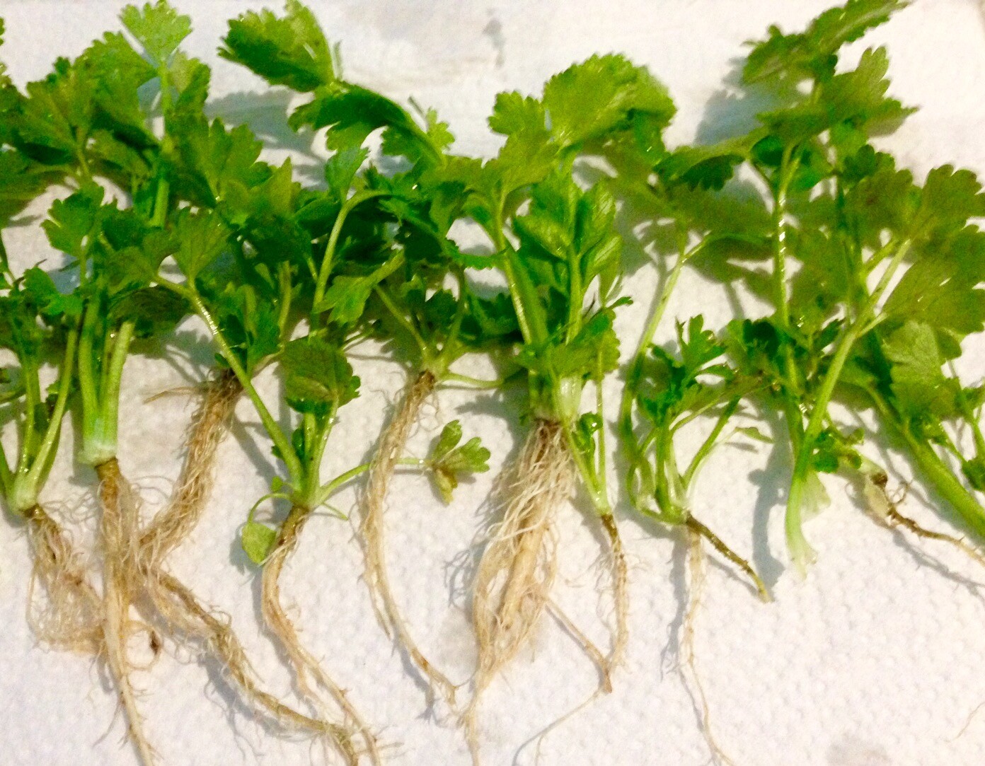 *Check Allowed States* 12+ True Celery Plants Bare Roots Transplant Young Live gallery