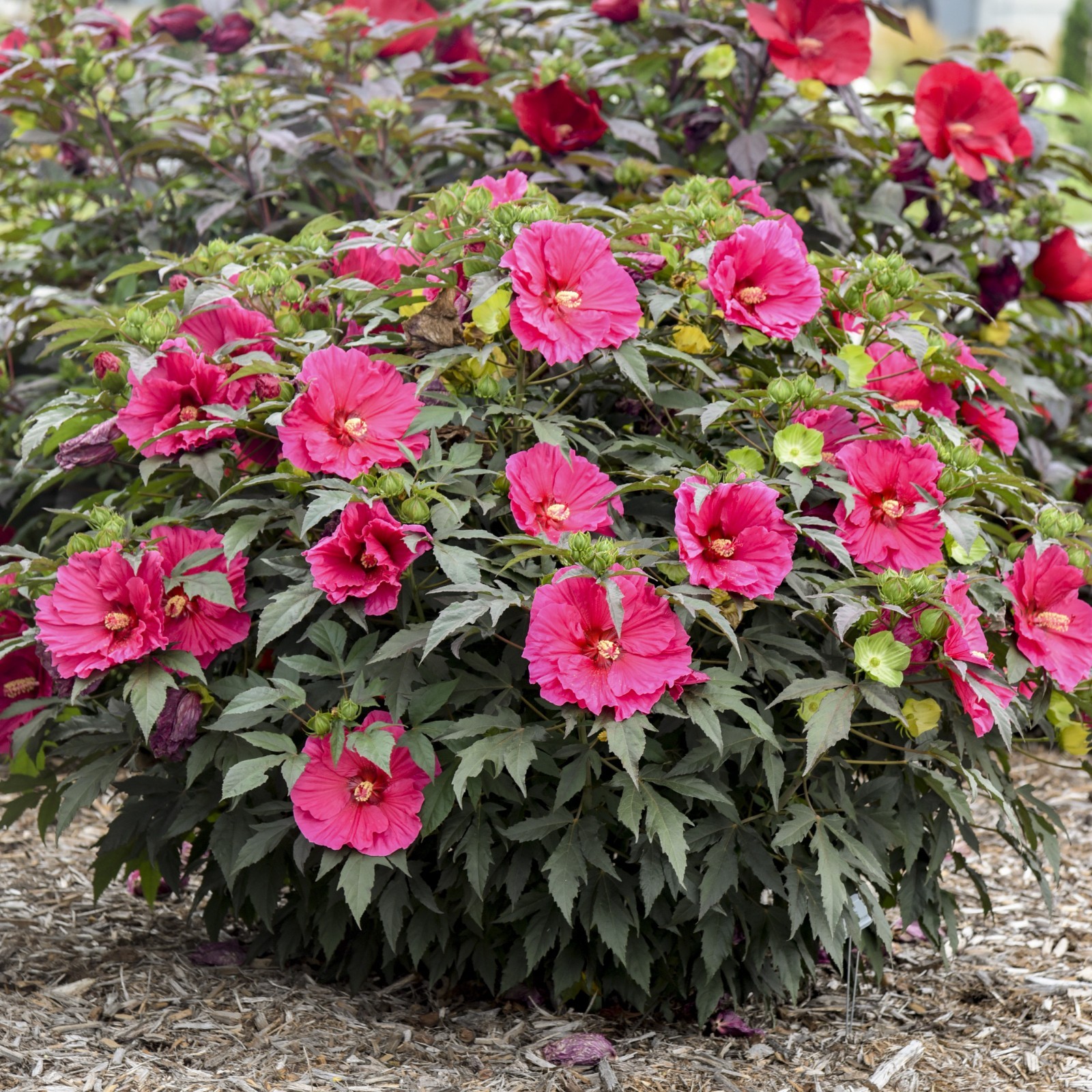 bush hibiscus WATERMELON RUFFLES new flower hardy 2.5" pot = 1 Live Potted Plant gallery