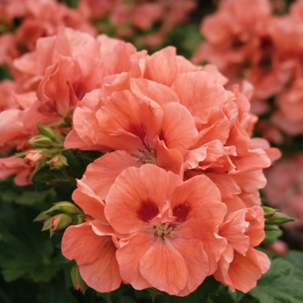 100+ Geranium Seeds -Apricot Delight- Fragrant - Fresh Flower Seeds Non GMO gallery