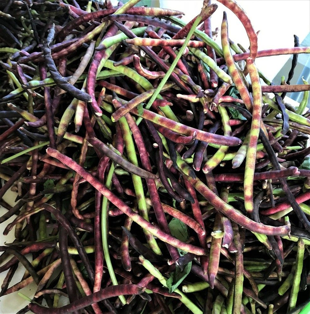 TOP PICK Pinkeye Purple Hull Peas 1000+~8oz Seed Southern Cowpea Germination 80% gallery