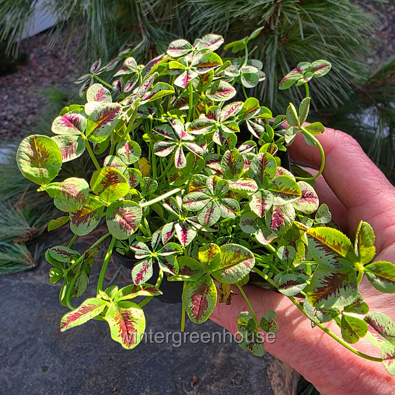 Trifolium Lucky Clover, Red Stripes, Shamrock Clover gallery