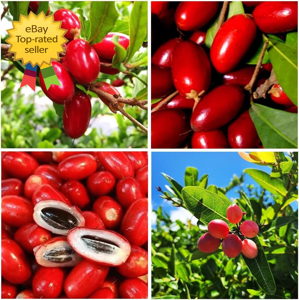 35 Tropical Miracle Berry Seeds Edible Plant Outdoor Garden Non GMO Heirloom Set gallery