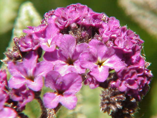150 Heliotrope Seeds - Heliotropium arborescens - Medicinal and Aromatic gallery