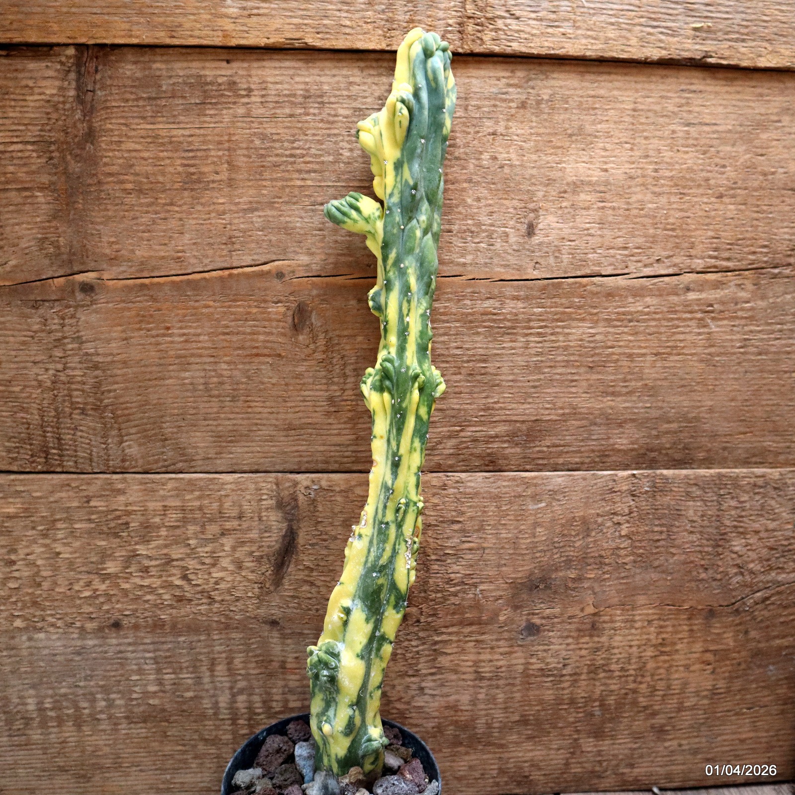 D8196 MYRTILLOCACTUS GEOMETRIZANS VARIEGATED pot12-H43-W6,5 cm MaMa Cactus gallery