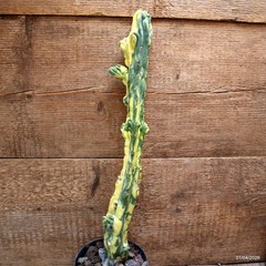 D8196 MYRTILLOCACTUS GEOMETRIZANS VARIEGATED pot12-H43-W6,5 cm MaMa Cactus
