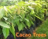 Cacao Tree, Organically grown, Aprox. 18" tall well established tree gallery