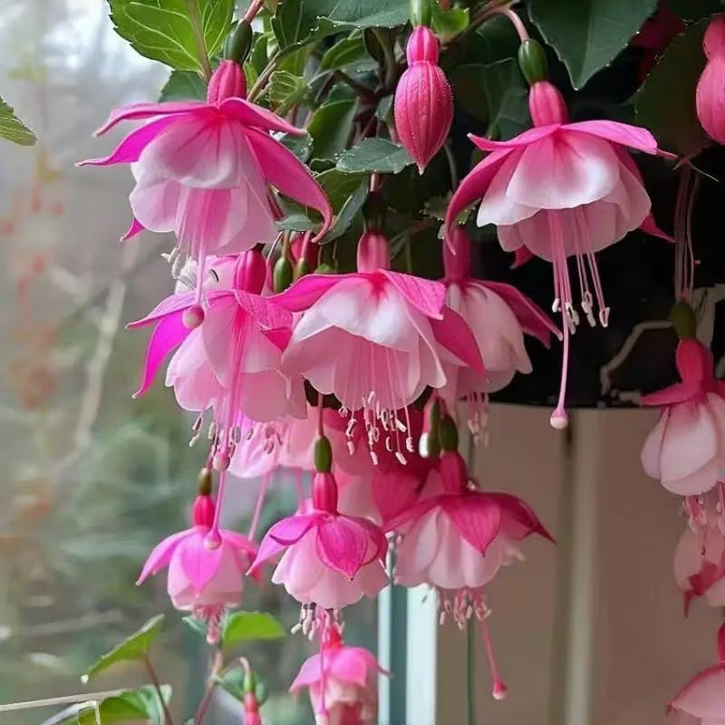 Fuchsia Hybrida, Flower Seeds Hardy Perennial, Outdoor Garden Planting gallery