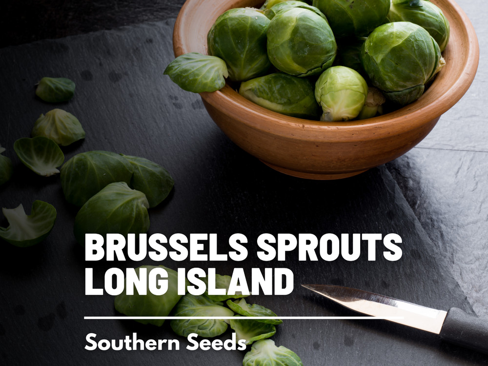 Brussels Sprouts, Long Island Improved - 150 Seeds - Heirloom - GMO Free