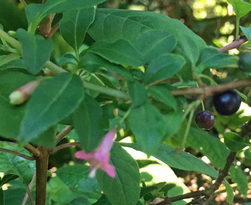 Fuchsia microphylla ssp. microphylla | Small Leaf Fuchsia | 10 Seeds gallery