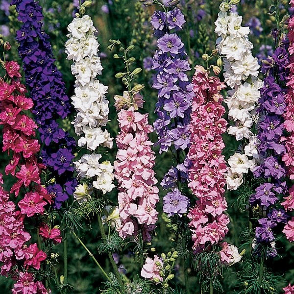 Imperial Rocket Larkspur Mix, Delphinium consolida, Variety Sizes, FREE SHIPPING gallery
