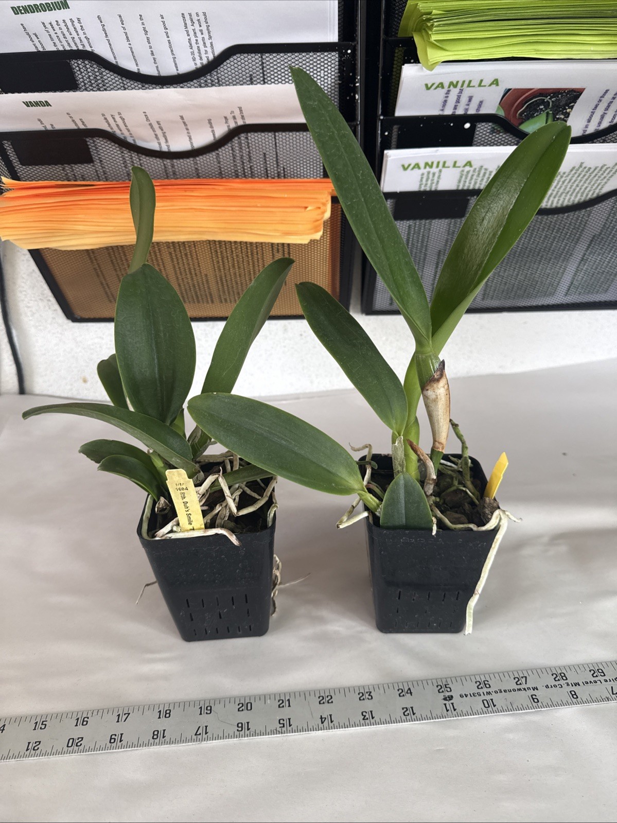 Rhyncattleanthe (RLC.) Chatty Cathy Cattleya Orchid plant BS 4.5” gallery