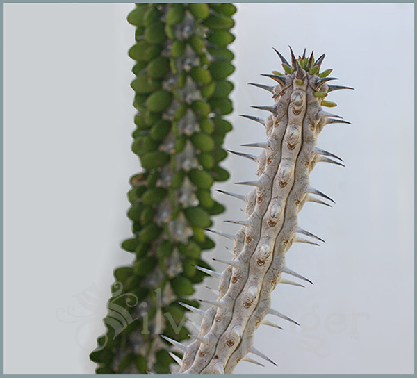 • Alluaudia Procera — Madagascar Ocotillo — NOT SEEDS! : HEALTHY LIVE PLANTS gallery