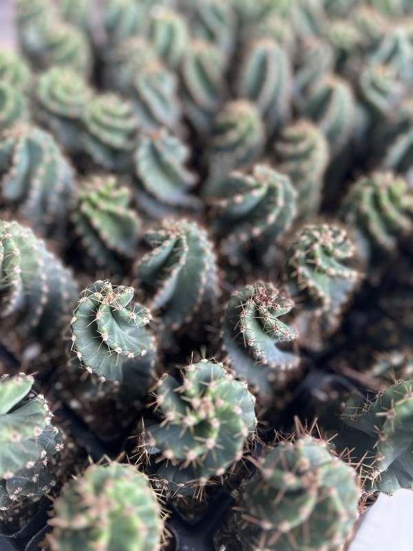 Spiral Cactus, Tornado Cactus, Cereus Forbesii Spiralis Twisted Cactus 2.5” pot gallery