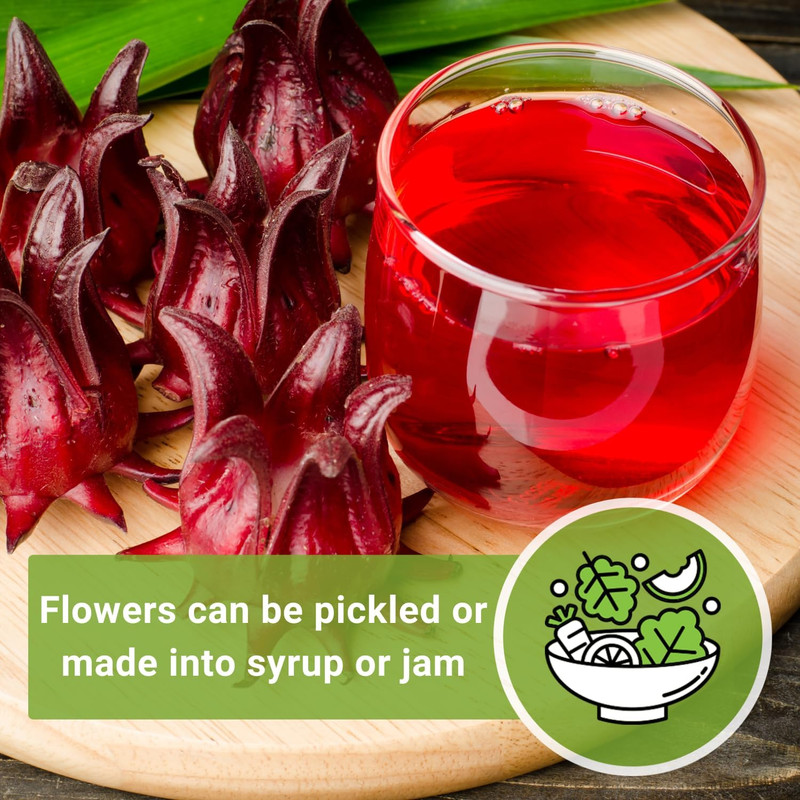- Roselle Seeds for Planting - Hibiscus Sabdariffa - Non-Gmo Heirloom Variety - gallery
