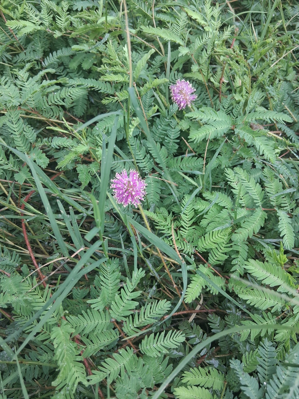 Sensitive Plant (Mimosa) Live Flowering Ground Cover, Creeping, Outdoor Full Sun gallery