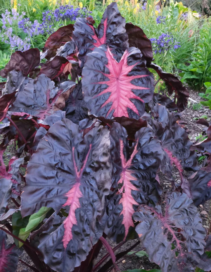 Colocasia Redemption Plant - 5-10" Tal - Dark Red Elephant Ear Tropical Plant gallery