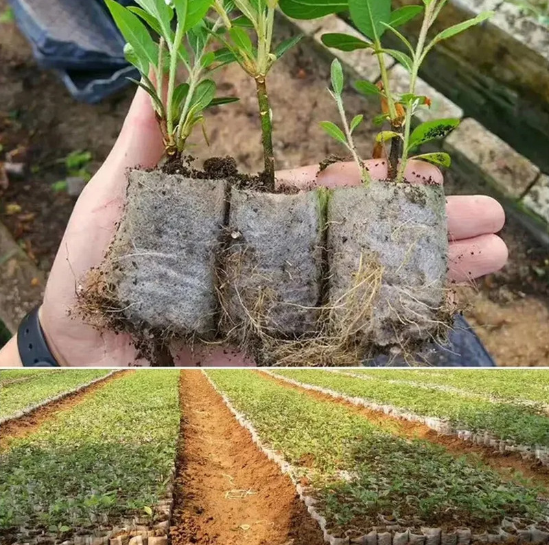 100pcs Biodegradable Seedling Grow Bags Non Woven Nursery Pots Set - NEW gallery