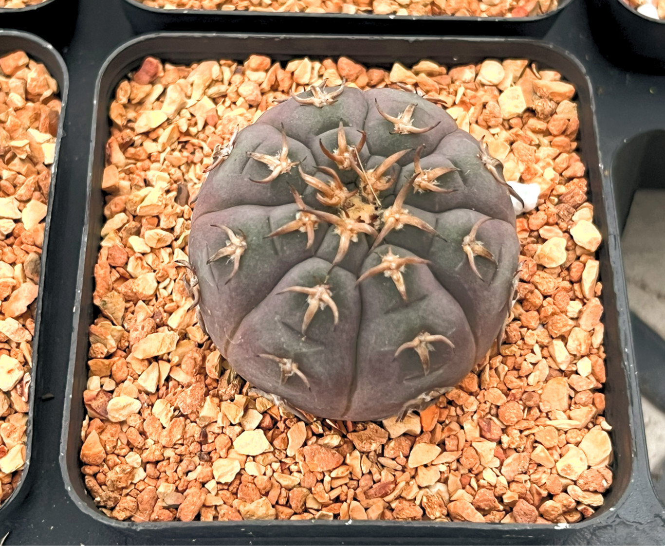 Cactus- Gymnocalycium spegazzinii v. unguispinum (seedling) 2.75" pot gallery