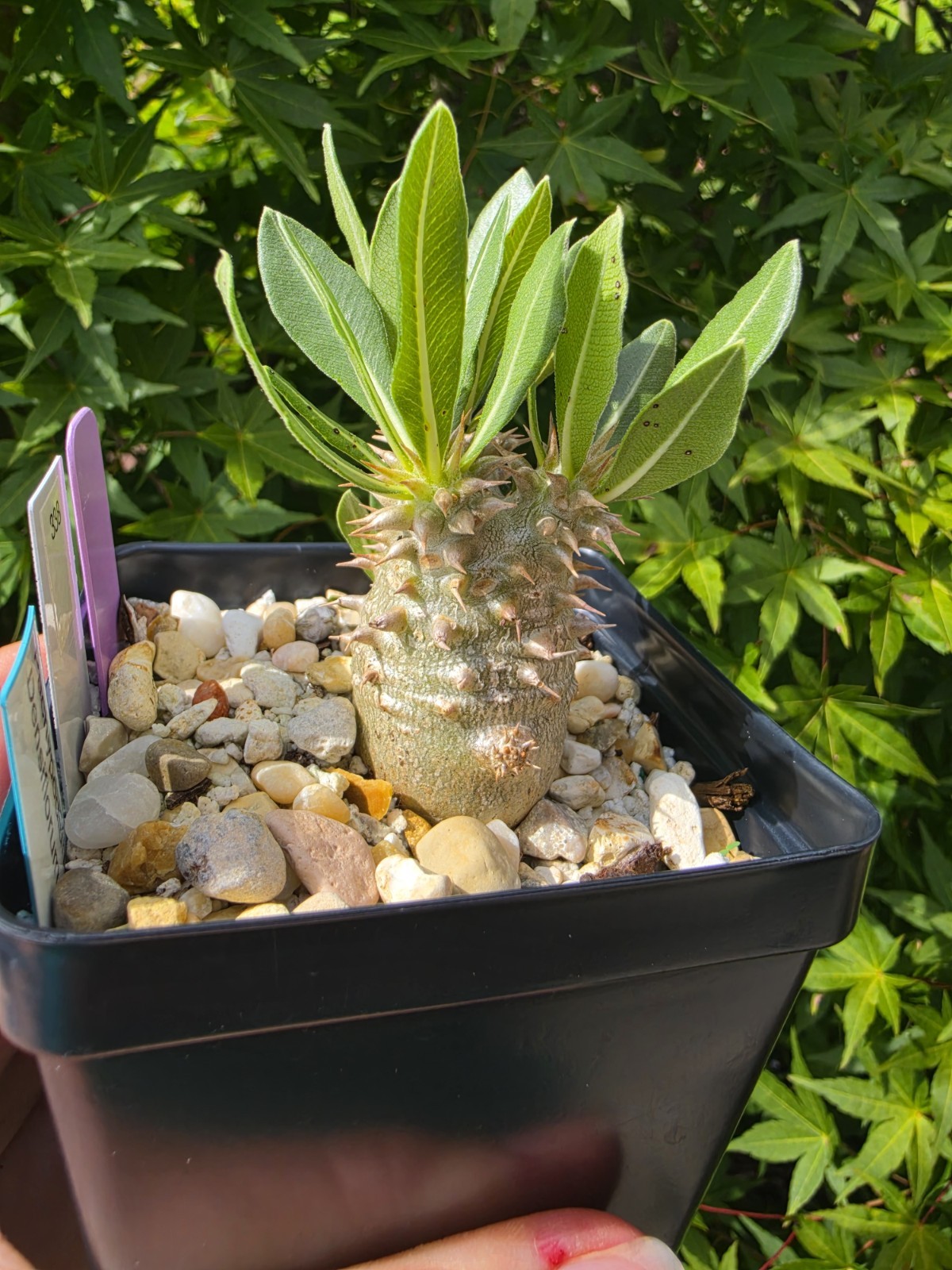 Pachypodium Densiflorum Live Plant 4 In Pot gallery