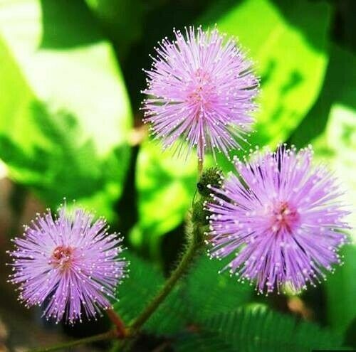 Sensitive Plant - Touch-me-not - Mimosa pudica - 100 seeds - Semillas gallery