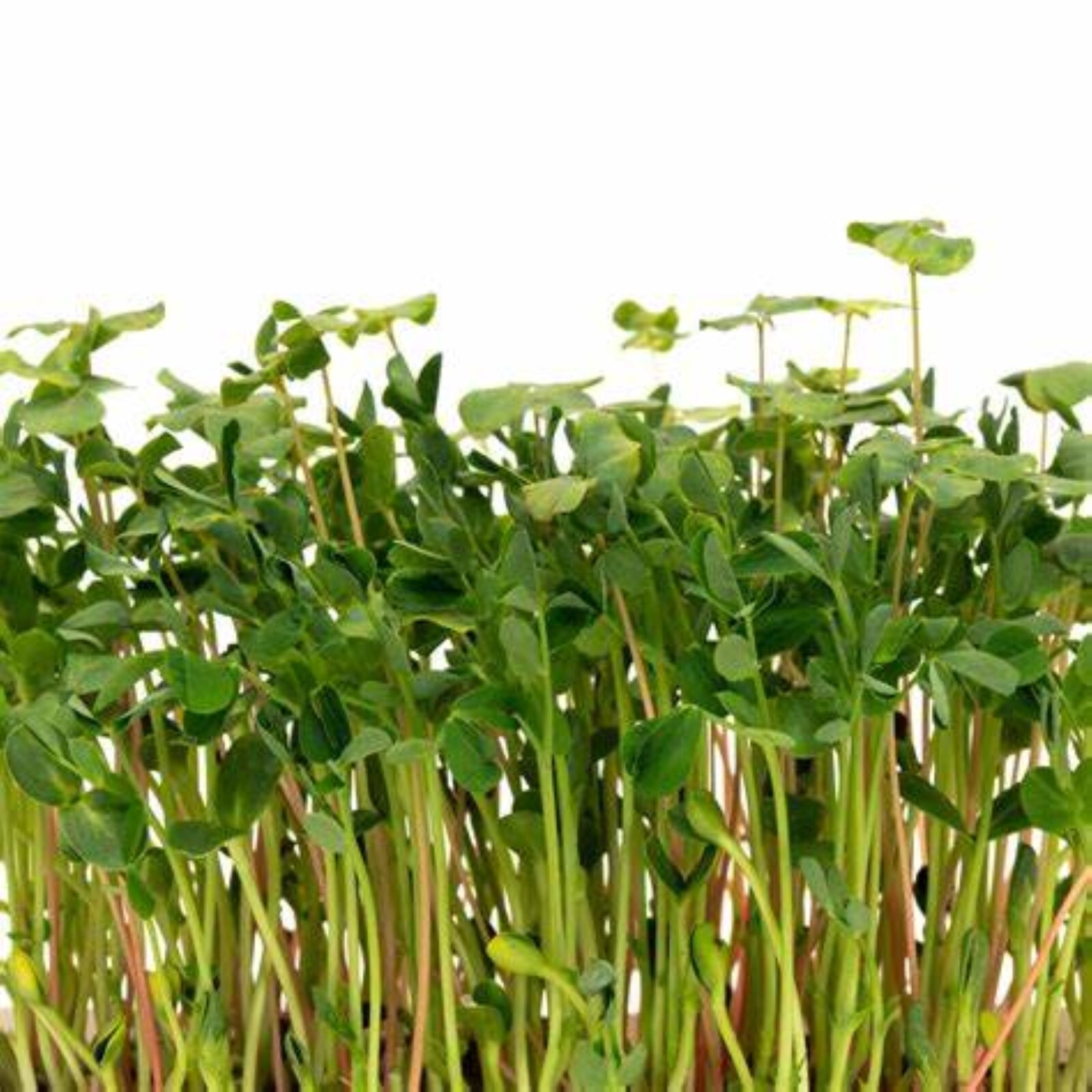 Microgreens Salad Mix Seeds for Sprouting 5 Different Seeds Excellent Salad Mix gallery