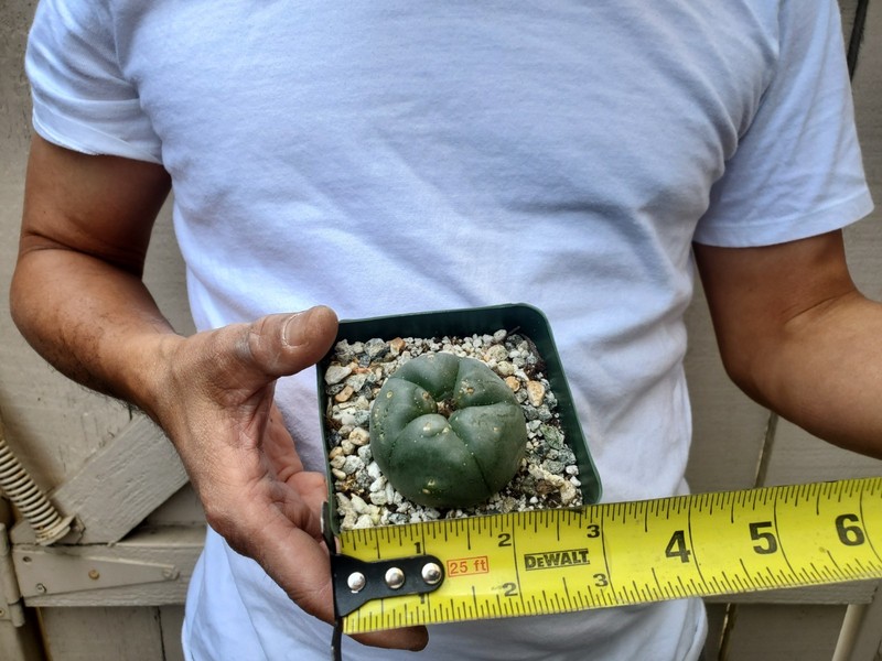 Unknown Cactus -G gallery