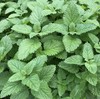 Set 3 Lemon Balm Live Starter Plants - 3-6" Tall - Fragrant Herb - Zones 4-9 gallery