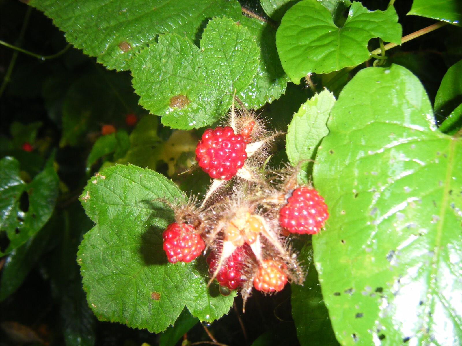 1 Live Fresh 5 Inch Growth & Root Japanese Raspberry Plant Root with Growth gallery