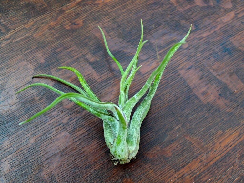 5 Pack Caput Medusae Air Plants - Low Maintenance Tilandsia - Exotic Variety gallery