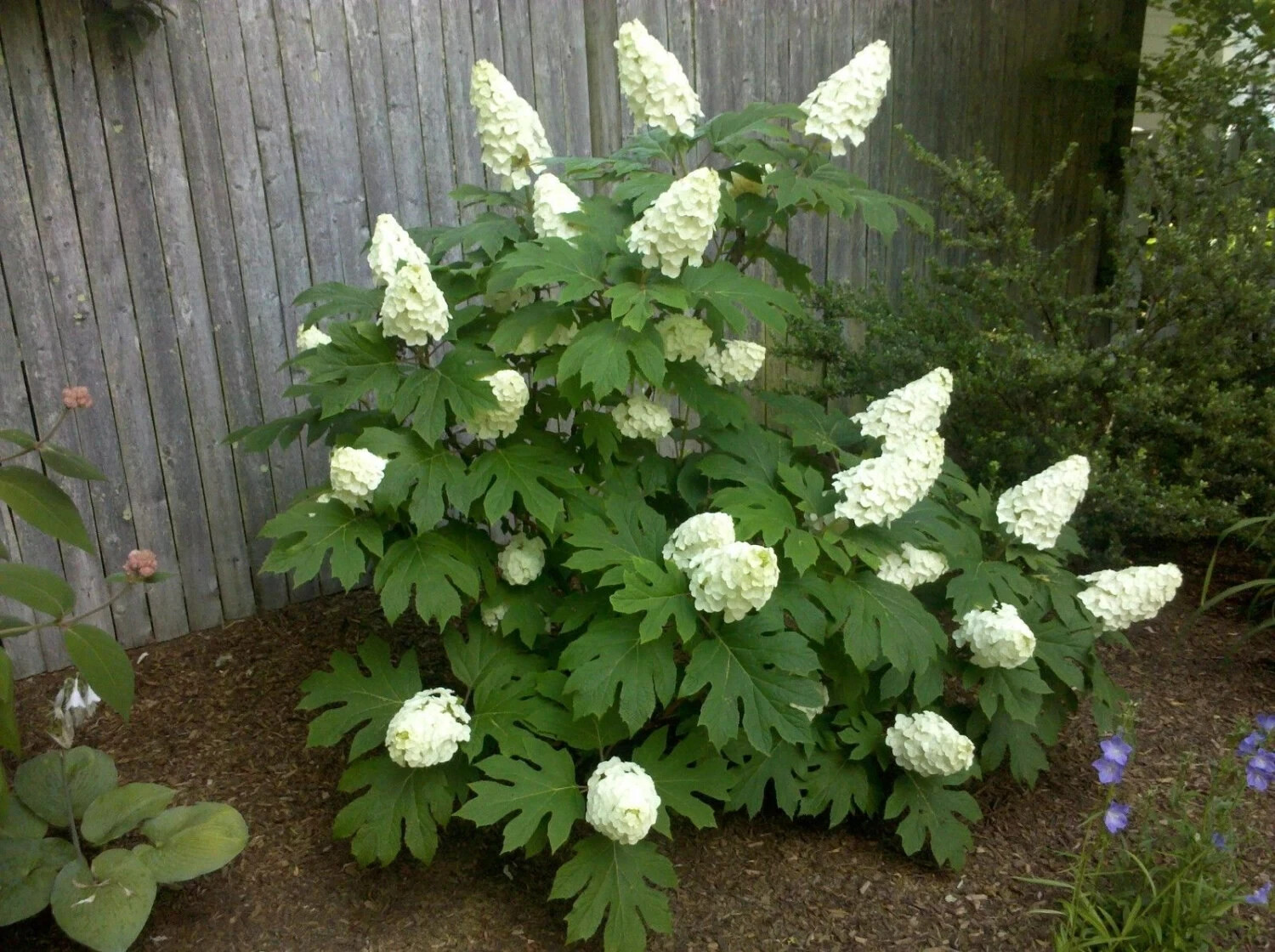 OAKLEAF HYDRANGEA 4" POT gallery