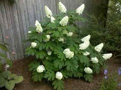 OAKLEAF HYDRANGEA 4″ POT