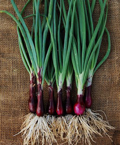 200+ Onion Seeds Ruby Red Onion Red Stem Scallion(Alllium cepa) USA gallery