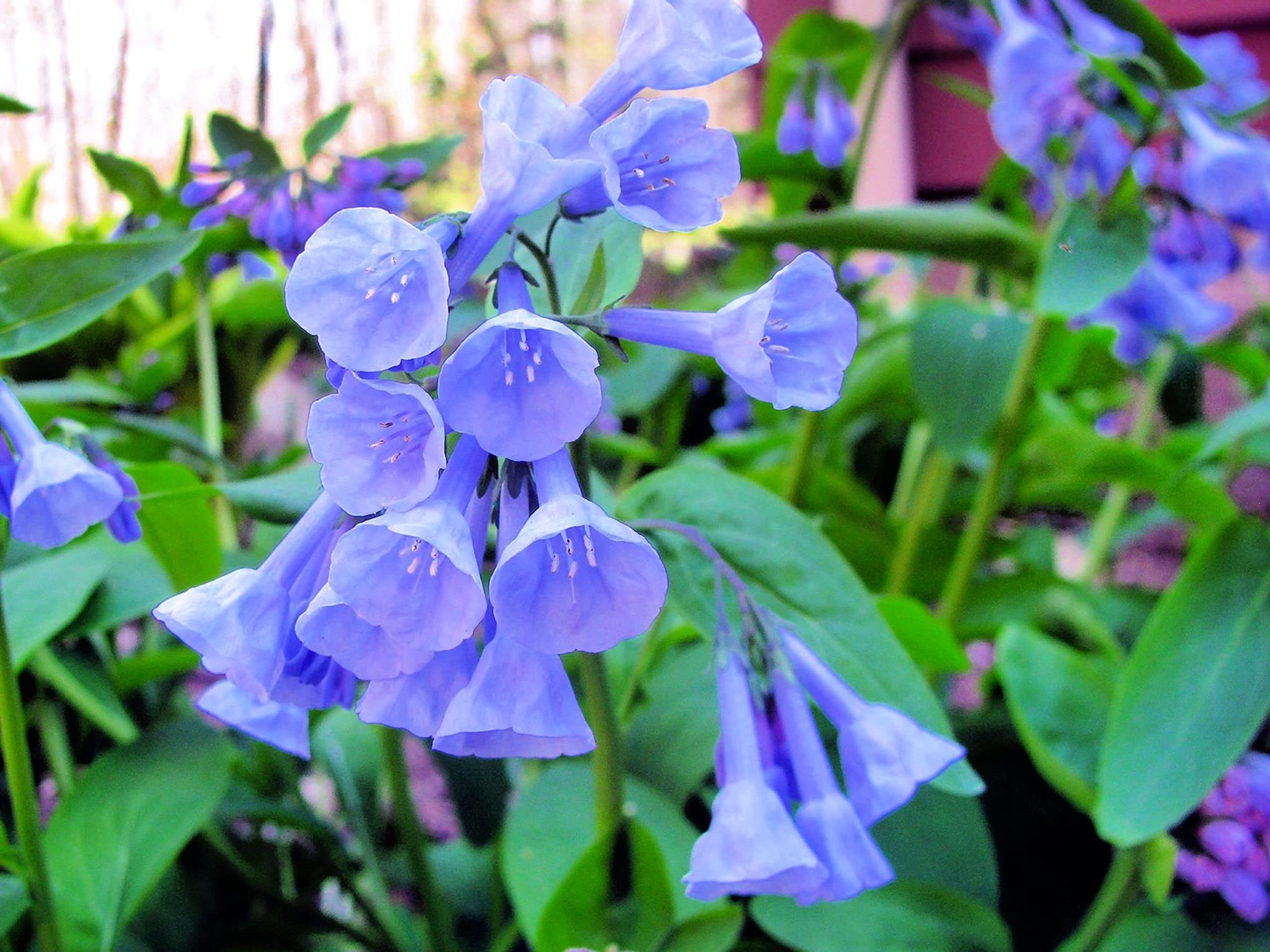 Virginia Bluebells Wildflower Seeds for Planting (10 Seeds) - Mertensia virginic gallery