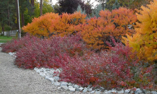 Konza Fragrant Sumac {Rhus aromatica Konza} 20 seeds Free Shipping! gallery