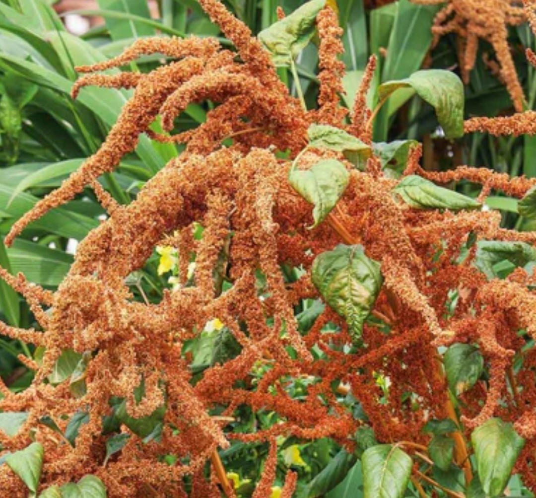 400+ Hot Biscuits Seeds **Fresh Seeds** ~~Free Shipping~~ gallery